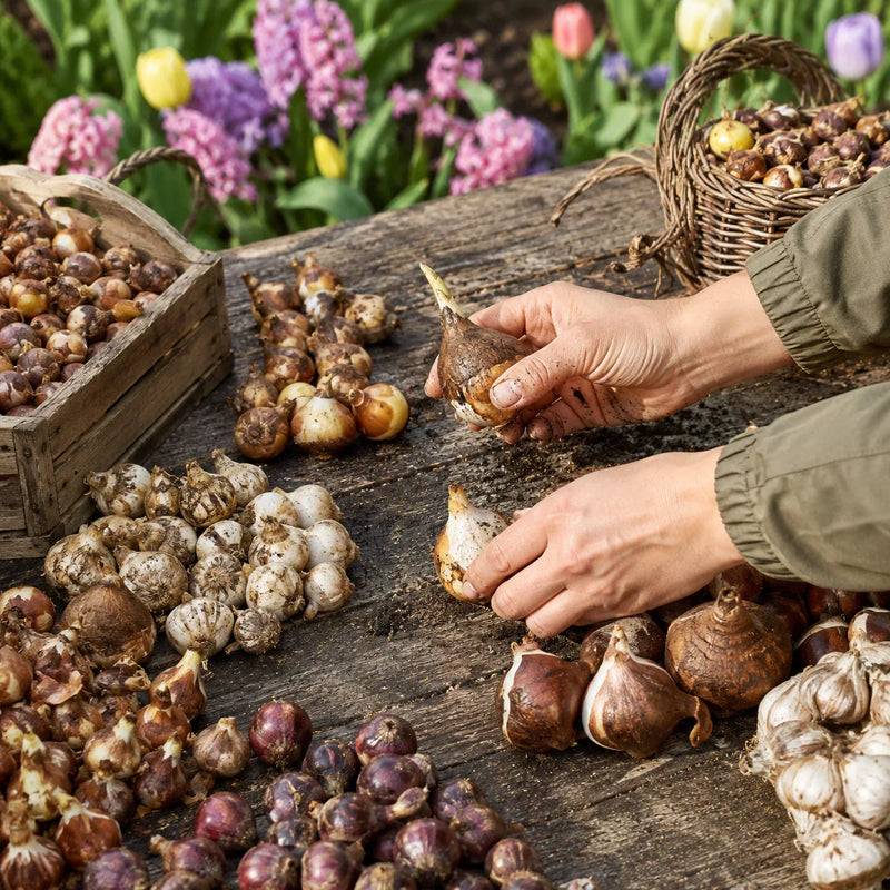 The Ultimate Guide to Growing Lavender at Home: Tips from Botanica