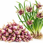 20 Walking Onion Bulbs for Garden, High Yield Perennial Onions Topsets