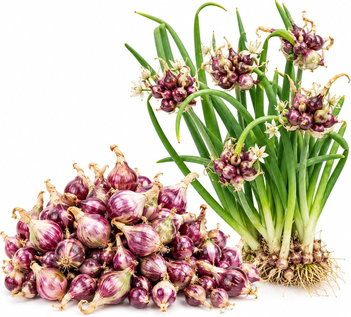 20 Walking Onion Bulbs for Garden, High Yield Perennial Onions Topsets