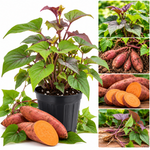 Sweet Potato Plant Live, 4-7 Inches Tall, Live Sweet Potato Plants for Home Vegetable Gardens, Root Vegetable Starter Plants for Outdoor Garden Beds, Full Sun and Well-Drained Soil