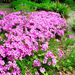 Mexican Petunia Live Plants, Outdoor Ready, 4-7 Inch, Vibrant Blooms