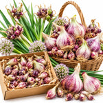 20 Walking Onion Bulbs, Red Onion Bulblets Topset for Planting