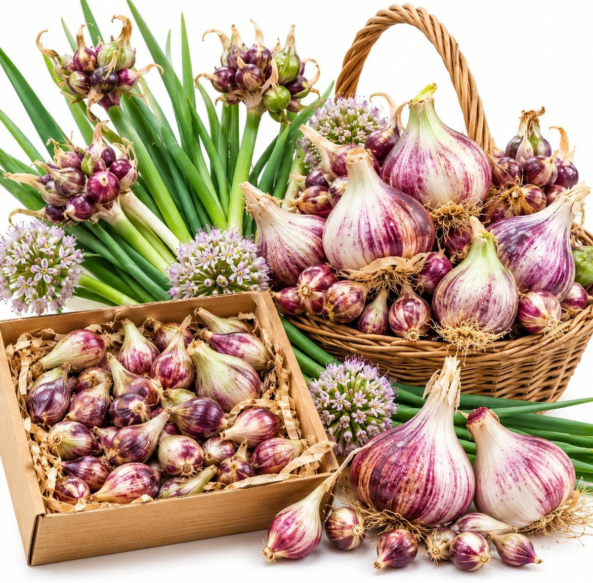 20 Walking Onion Bulbs, Red Onion Bulblets Topset for Planting