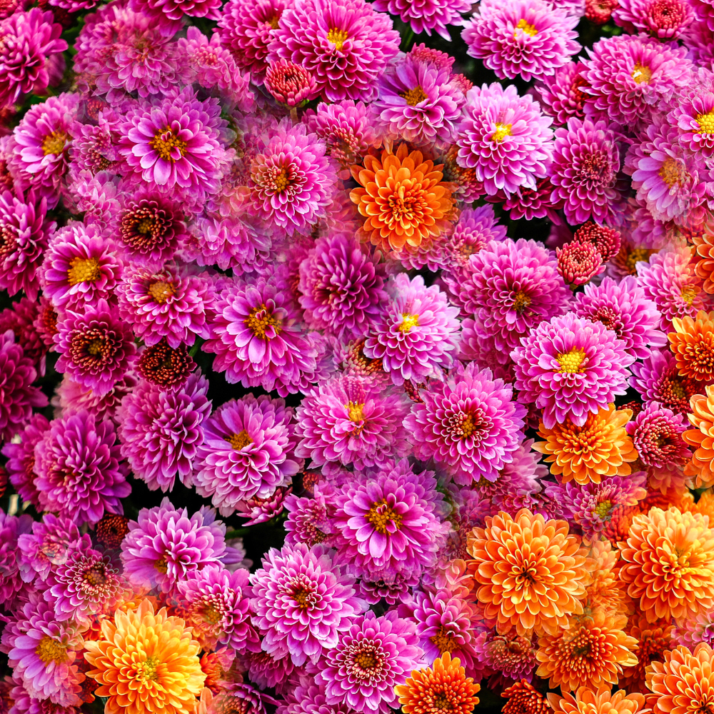 2 Mums Plants Live, Pink Chrysanthemum Plants Live, No Potted, Chrysanthemum Flower Live Plant Garden, 5 to 8 Inc, Mum Live Plant
