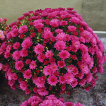 2 Mums Plants Live, Pink Chrysanthemum Plants Live, No Potted, Chrysanthemum Flower Live Plant Garden, 5 to 8 Inc, Mum Live Plant