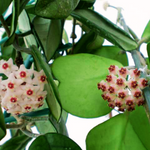 Hoya Kerii Hearts Plant - 4in Pot - Live Houseplant - Indoor Décor