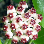 Hoya Kerii Hearts Plant - 4in Pot - Live Houseplant - Indoor Décor