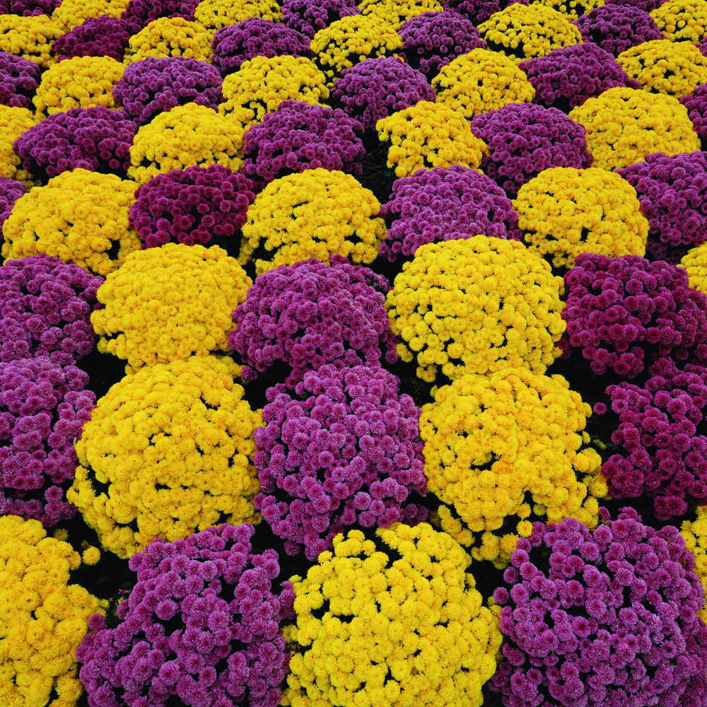 2 Mums Plants Live, Purple Chrysanthemum Plants Live, 5 to 7 Inc Long, Chrysanthemum Flower Live Plant Growing Gardening Mum Live Plant