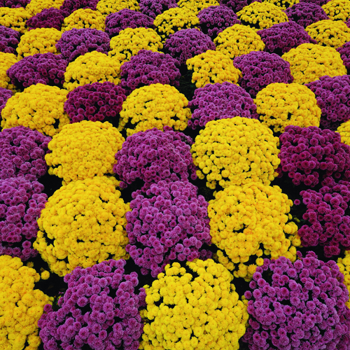 2 Mums Plants Live, Purple Chrysanthemum Plants Live, 5 to 7 Inc Long, Chrysanthemum Flower Live Plant Growing Gardening Mum Live Plant