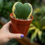 Hoya Kerii Hearts Plant - 4in Pot - Live Houseplant - Indoor Décor