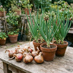 20 Walking Onion Bulbs, Red Onion Bulblets Topset for Planting