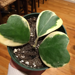 Hoya Kerii Hearts Plant 2in Pot - Live Houseplant - Air Purifying Decor