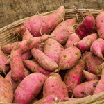 Sweet Potato Live Plant for Outdoor Planting, 4-7'' Tall, Root Vegetable for Home Gardens and Farm Growing, Sweet Potato Starts for Garden Beds and Raised Beds, Warm Season Vegetable for Sunny Locations
