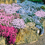 Mexican Petunia Live Plants, Outdoor Ready, 4-7 Inch, Vibrant Blooms