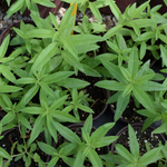 Lemon Verbena Plant - Live Herb Plant - 1 Foot Tall - 6 Inch Pot