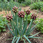 20 Walking Onion Bulbs, Red Onion Bulblets Topset for Planting