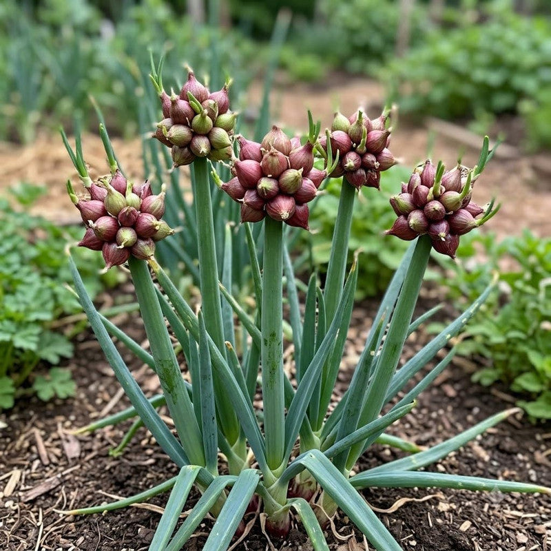 20 Walking Onion Bulbs, Red Onion Bulblets Topset for Planting