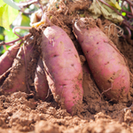 Sweet Potato Live Plant for Outdoor Planting, 4-7'' Tall, Root Vegetable for Home Gardens and Farm Growing, Sweet Potato Starts for Garden Beds and Raised Beds, Warm Season Vegetable for Sunny Locations