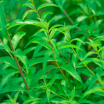 Lemon Verbena Plant - Live Herb Plant - 1 Foot Tall - 6 Inch Pot