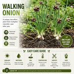 20 Walking Onion Bulbs, Red Onion Bulblets Topset for Planting