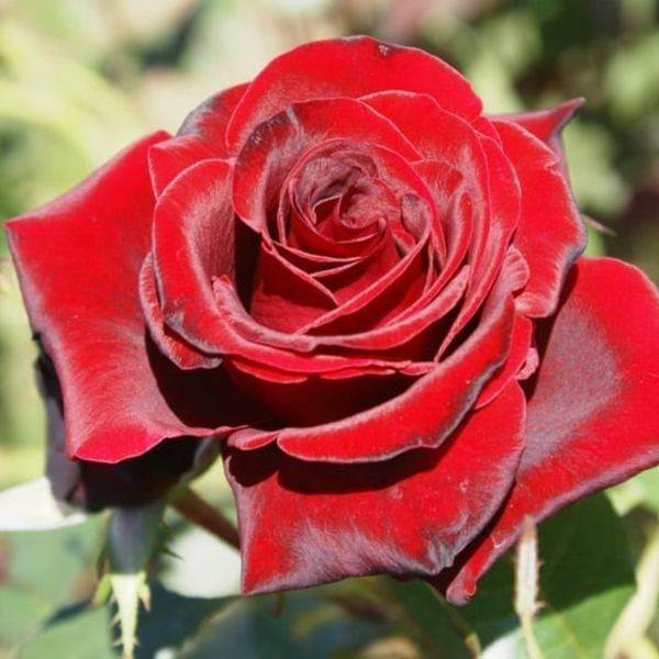 Dark Red Rose Live Plant In Gallon Pot, Fragrant Rose Ready to Plant, Climbing Rose for Planting Outdoor, No Pot, 1 Year Old Rose Plant