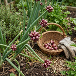 20 Walking Onion Bulbs, Red Onion Bulblets Topset for Planting