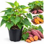 Sweet Potato Live Plant, Vegetable Garden Starter Plants, 4-7 Inch Tall, Edible Sweet Potatoes, Suitable for Backyard Gardens, Outdoor Beds and Large Containers, Full Sun and Well-Drained Soil