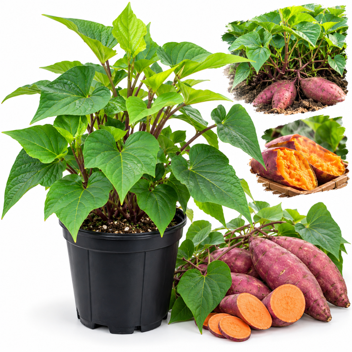 Sweet Potato Live Plant, Vegetable Garden Starter Plants, 4-7 Inch Tall, Edible Sweet Potatoes, Suitable for Backyard Gardens, Outdoor Beds and Large Containers, Full Sun and Well-Drained Soil
