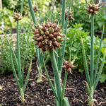 20 Walking Onion Bulbs, Red Onion Bulblets Topset for Planting