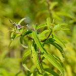 Lemon Verbena Plant - Live Herb Plant - 1 Foot Tall - 6 Inch Pot