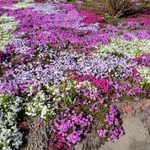 Mexican Petunia Live Plants, Outdoor Ready, 4-7 Inch, Vibrant Blooms