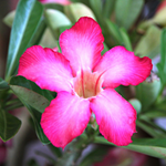 Mexican Petunia Live Plants, Outdoor Ready, 4-7 Inch, Vibrant Blooms