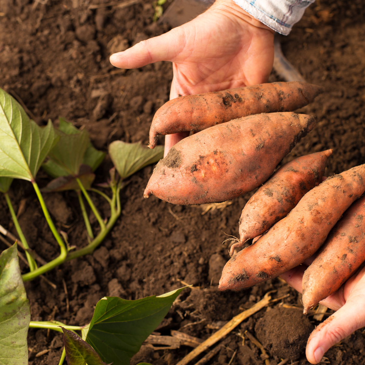 Sweet Potato Live Plant, Vegetable Garden Starter Plants, 4-7 Inch Tall, Edible Sweet Potatoes, Suitable for Backyard Gardens, Outdoor Beds and Large Containers, Full Sun and Well-Drained Soil