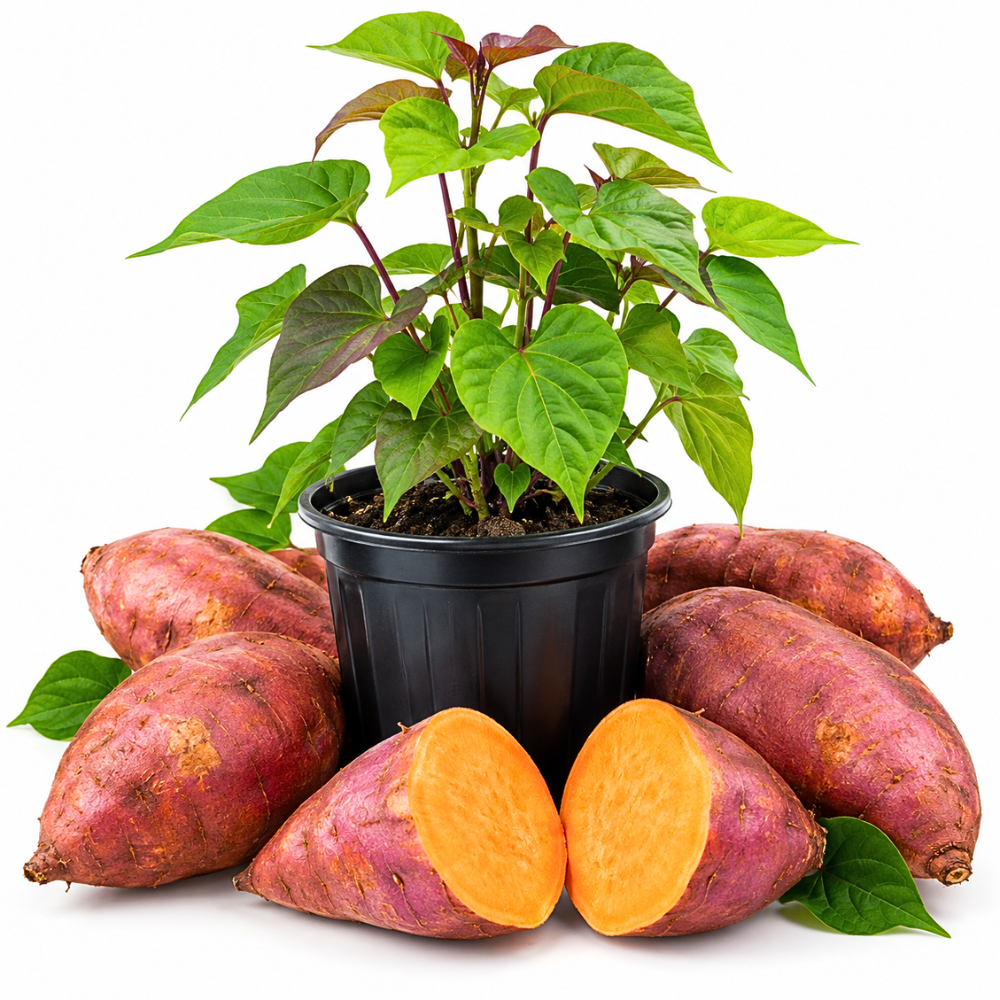 Live Sweet Potato Plant, Root Vegetable Plant for Planting, 4-7" Tall