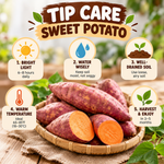 Live Sweet Potato Plant, Root Vegetable Plant for Planting, 4-7" Tall
