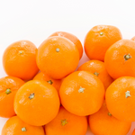 Sweet Tangerine Tree - 2 to 3 Feet Tall - Easy Grow Tangerine Tree