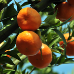 Sweet Tangerine Tree - 2 to 3 Feet Tall - Easy Grow Tangerine Tree