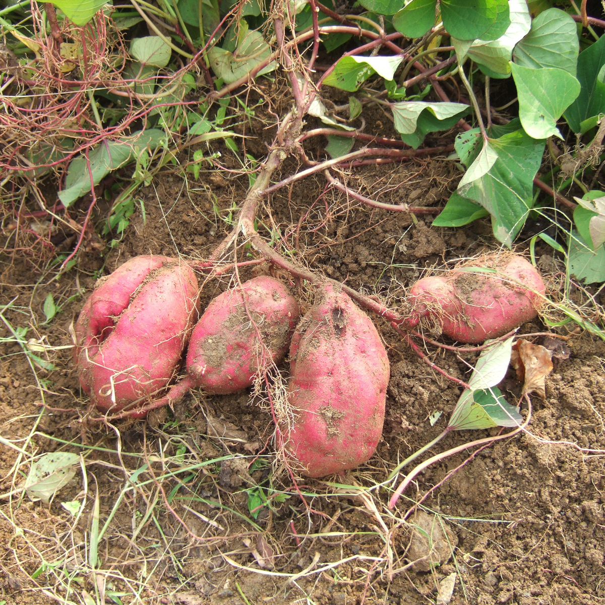 Sweet Potato Live Plant, Vegetable Garden Starter Plants, 4-7 Inch Tall, Edible Sweet Potatoes, Suitable for Backyard Gardens, Outdoor Beds and Large Containers, Full Sun and Well-Drained Soil