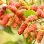 2 Red Mulberry Trees Live Plants 5-9 Inches Tall Sweet Fruit