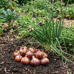 20 Walking Onion Bulbs for Garden, High Yield Perennial Onions Topsets