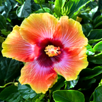 Mexican Petunia Live Plants, Outdoor Ready, 4-7 Inch, Vibrant Blooms