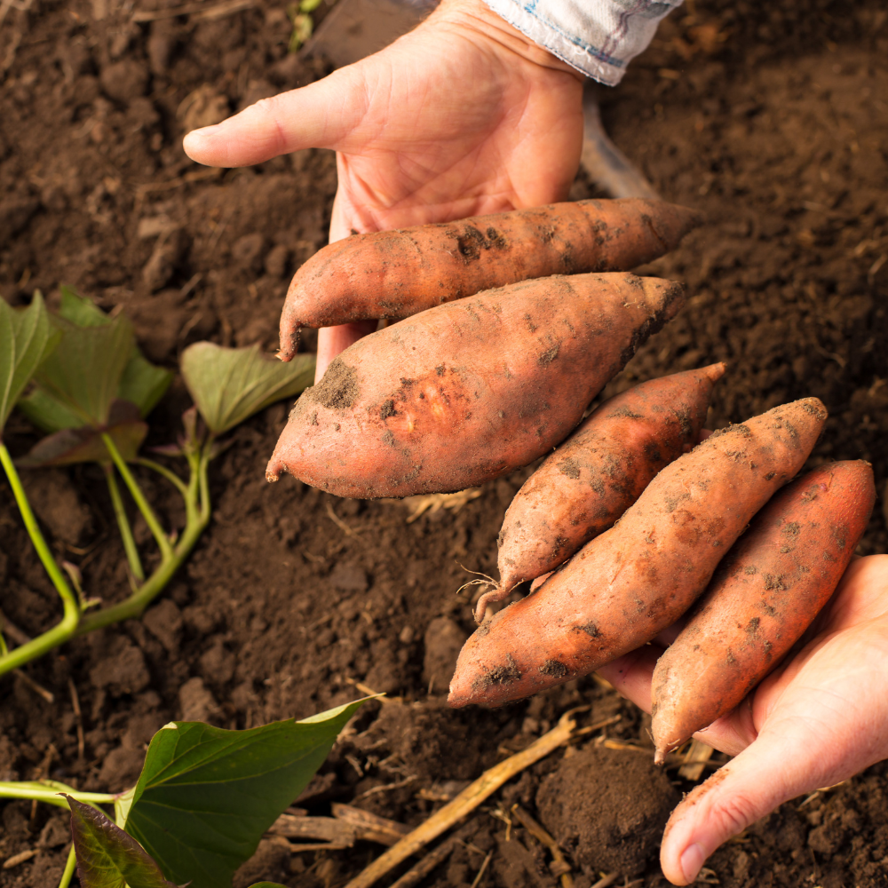 Live Sweet Potato Plant, Root Vegetable Plant for Planting, 4-7" Tall