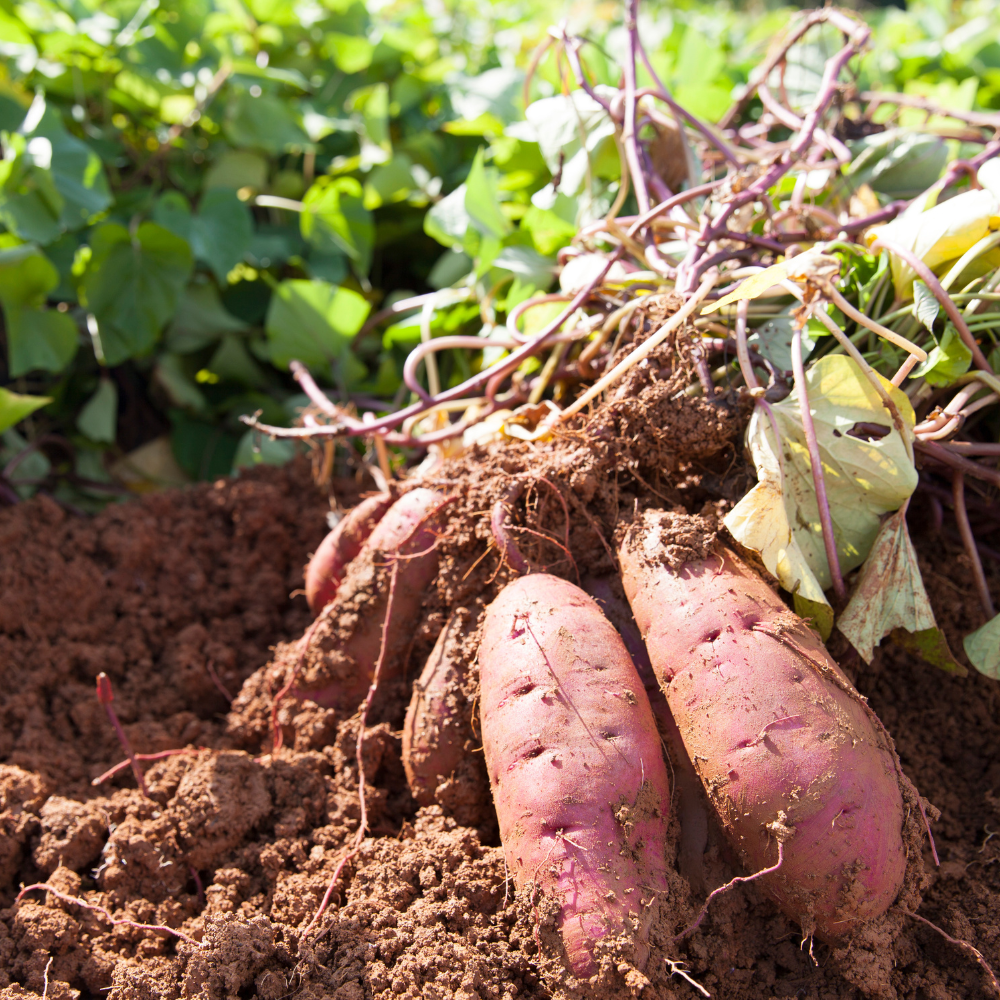 Live Sweet Potato Plant, Root Vegetable Plant for Planting, 4-7" Tall