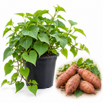 Sweet Potato Plant Live, 4–6 Inches Tall, Edible Vegetable Plant for Home Garden
