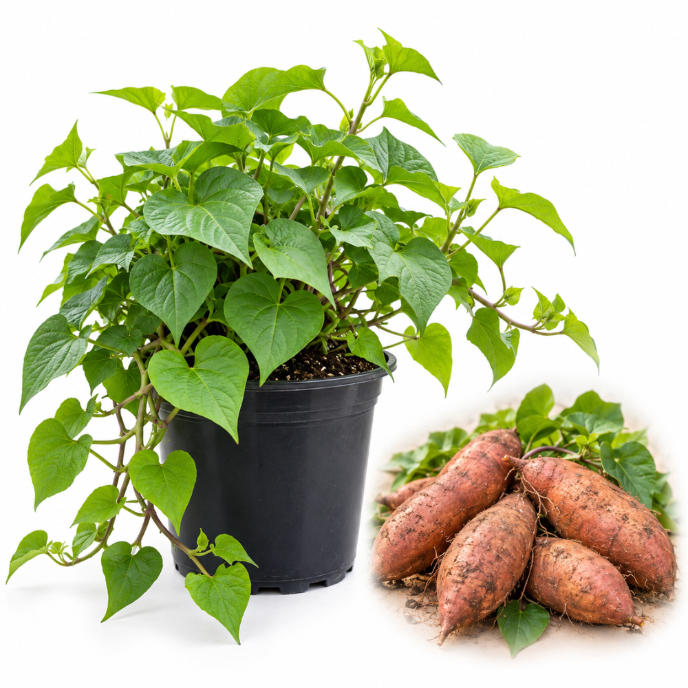 Sweet Potato Plant Live, 4–6 Inches Tall, Edible Vegetable Plant for Home Garden