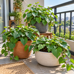 Sweet Potato Plant Live, 4–6 Inches Tall, Edible Vegetable Plant for Home Garden