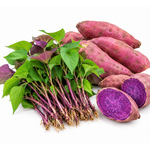 Set of 10 Purple Sweet Potato Slips, Live Garden Starter Plants, 4-7" Tall