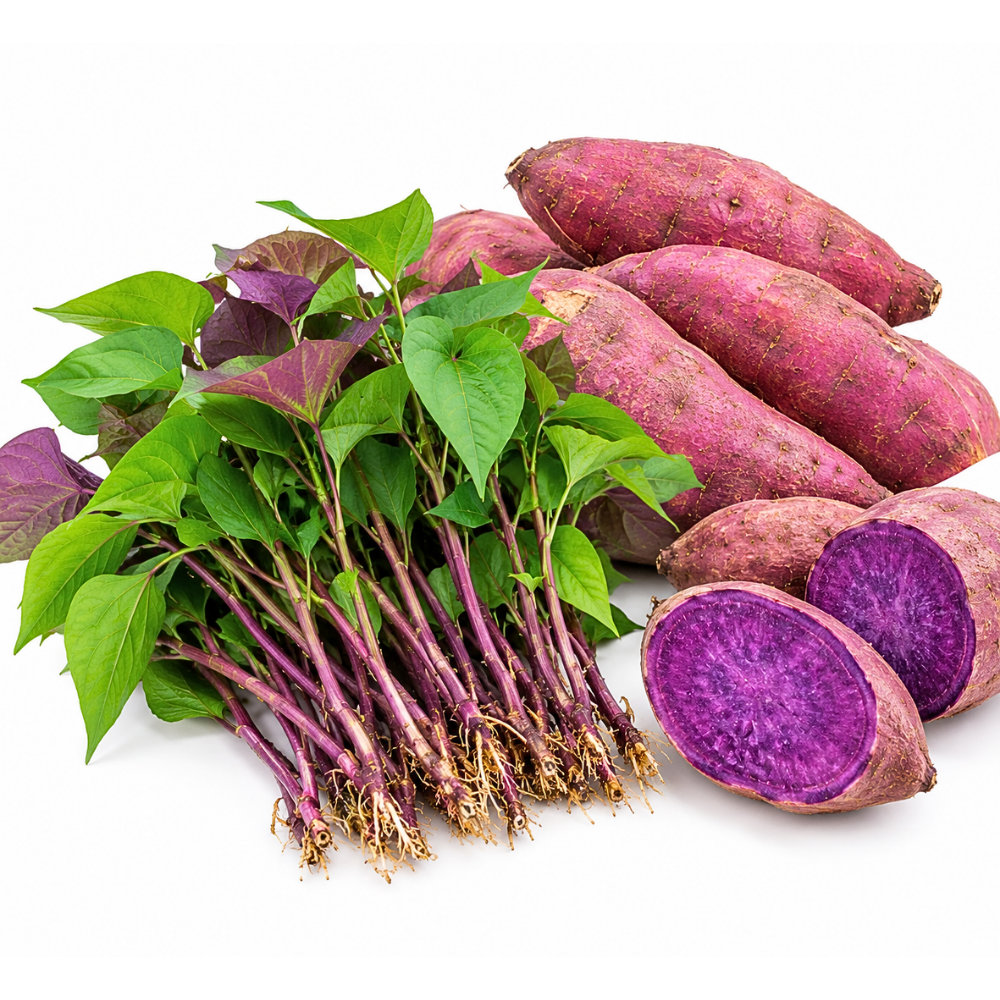 Set of 10 Purple Sweet Potato Slips, Live Garden Starter Plants, 4-7" Tall
