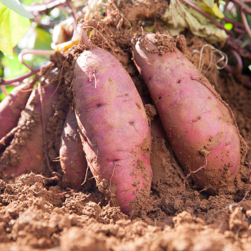 Sweet Potato Plant Live, 4–6 Inches Tall, Edible Vegetable Plant for Home Garden