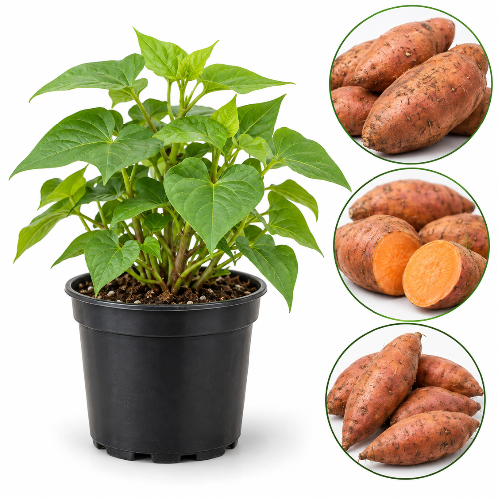 Sweet Potato Live Plant, 4–6 Inches Tall, Sweet Potato Vine for Pots and Patio Gardens